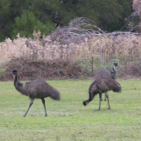 The Grampians Motel Halls Gap Exterior foto